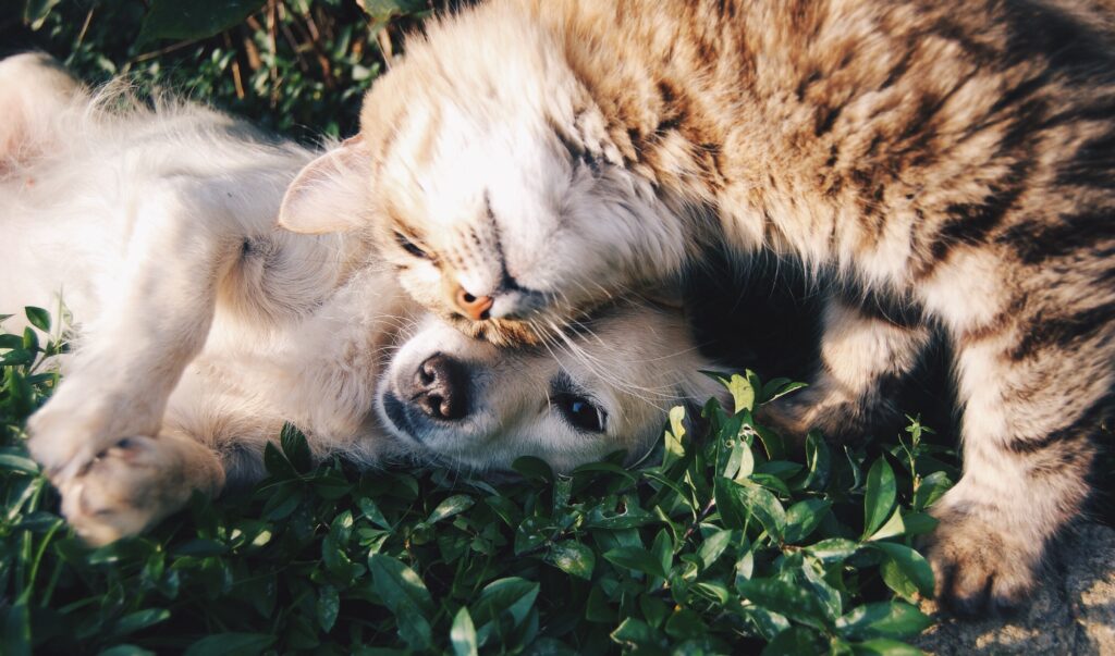 Pets and kids with ADHD